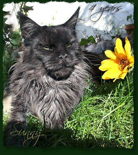 Iland In The Sun The Purrfect Coon